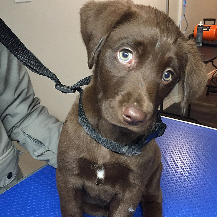paws and spas dog grooming
