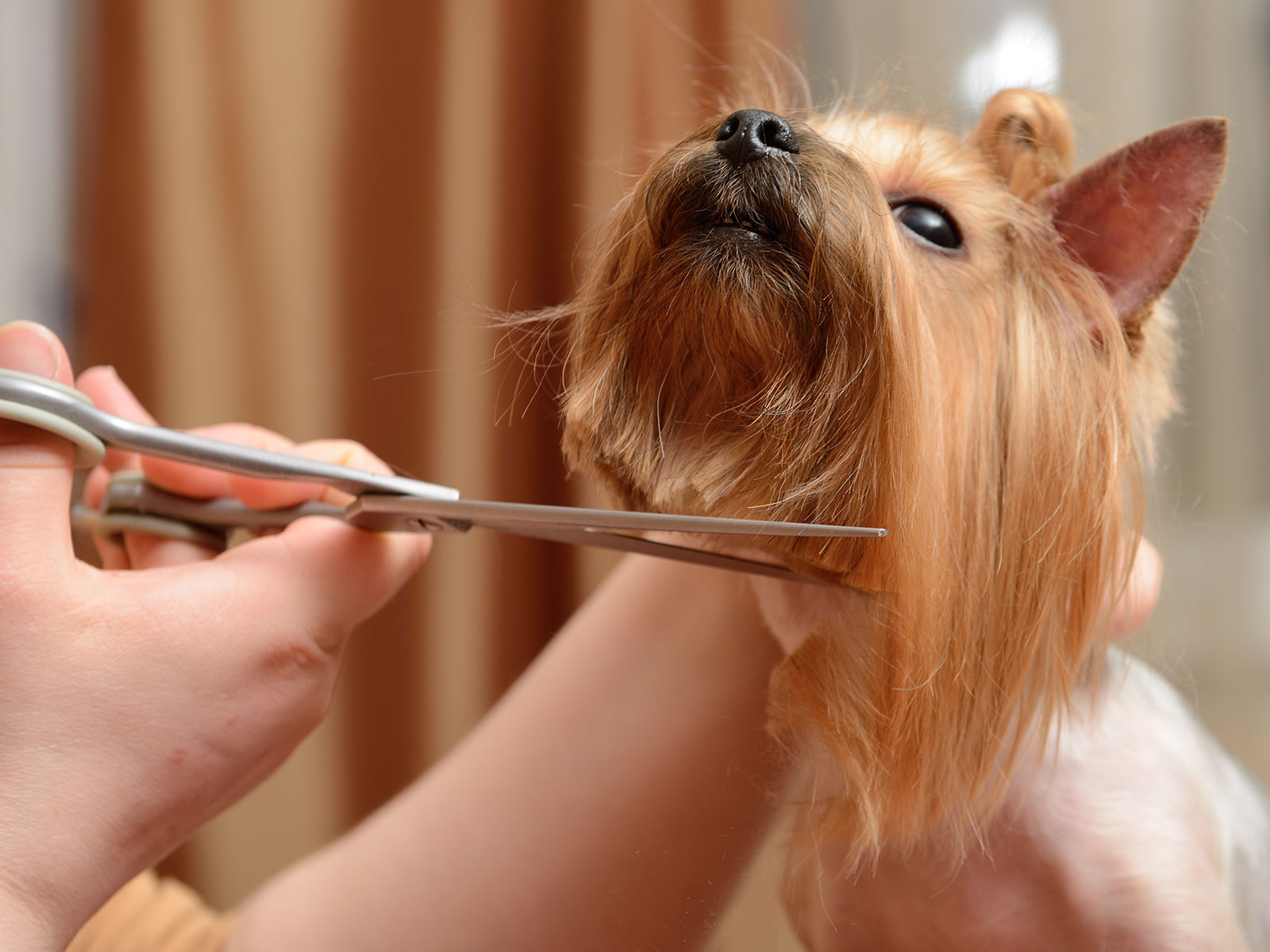 Paws and Spas Dog Grooming